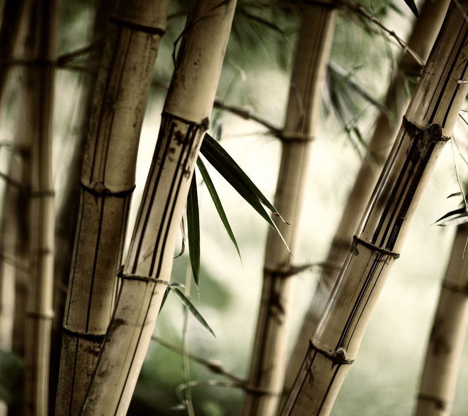 Обои природа, листья, бамбук, стебли, nature, leaves, bamboo, stems разрешение 2560x1600 Загрузить