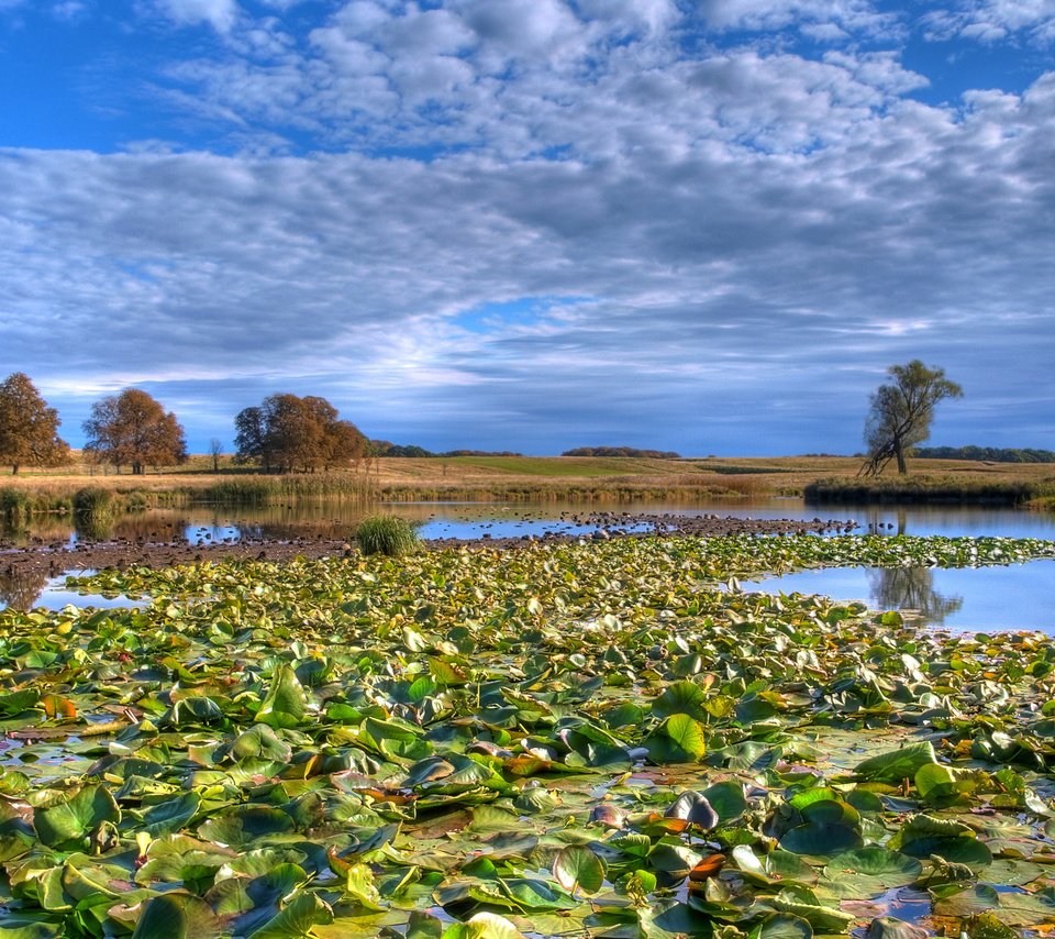 Обои облака, озеро, лес, кувшинки, clouds, lake, forest, water lilies разрешение 2560x1600 Загрузить