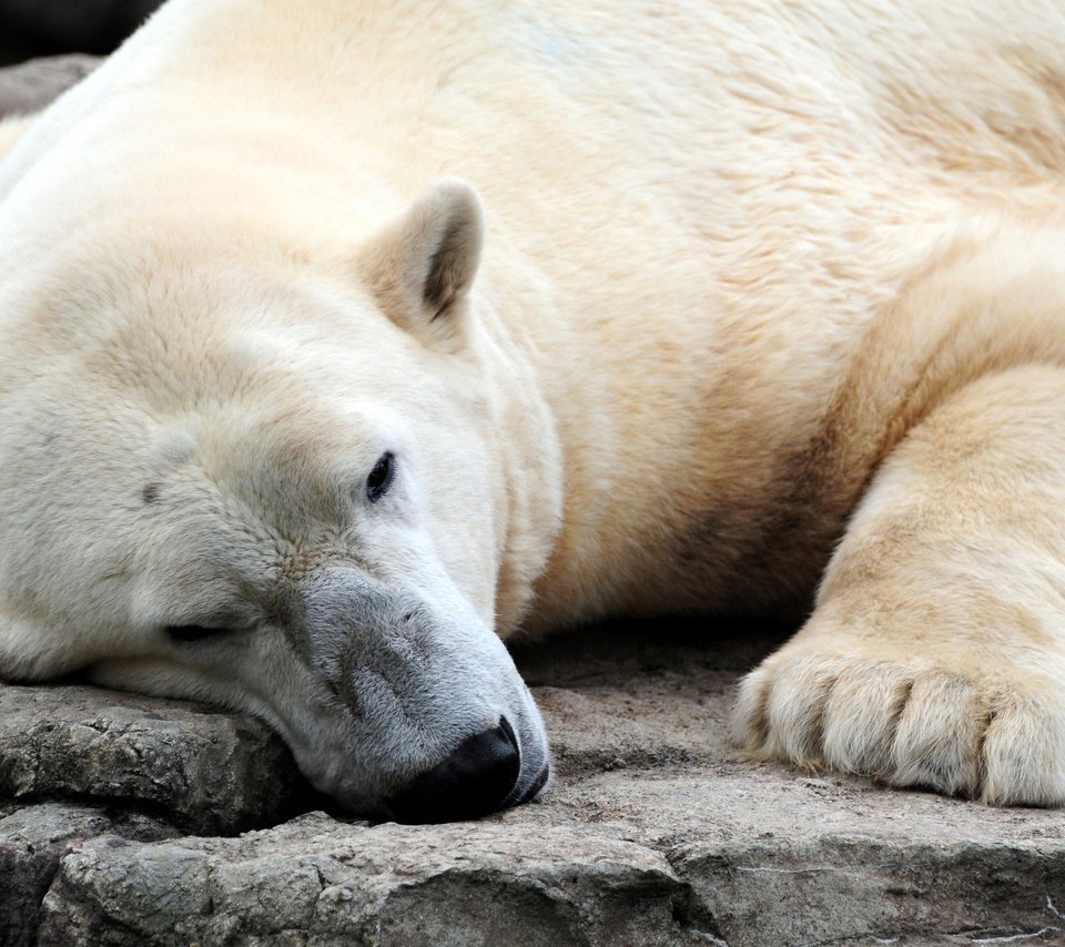 Обои медведь, белый медведь, bear, polar bear разрешение 2560x1600 Загрузить