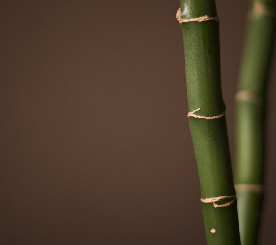 Обои бамбук, bamboo разрешение 1920x1200 Загрузить