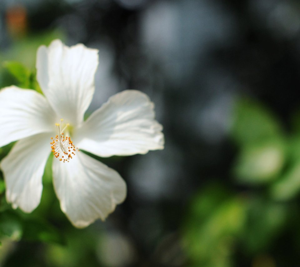 Обои цветок, лепестки, размытость, белые, бутое, гибискус, flower, petals, blur, white, bute, hibiscus разрешение 1920x1200 Загрузить