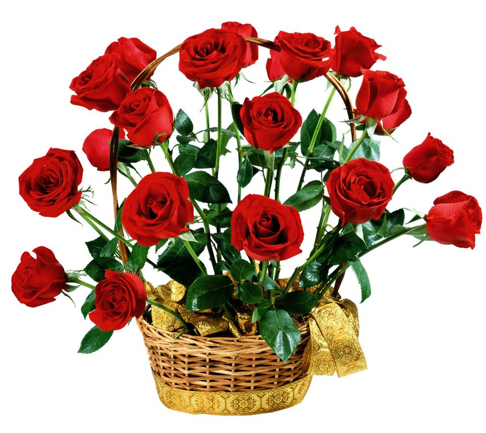 Обои цветы, розы, красные, букет, белый фон, подарок, flowers, roses, red, bouquet, white background, gift разрешение 1920x1200 Загрузить