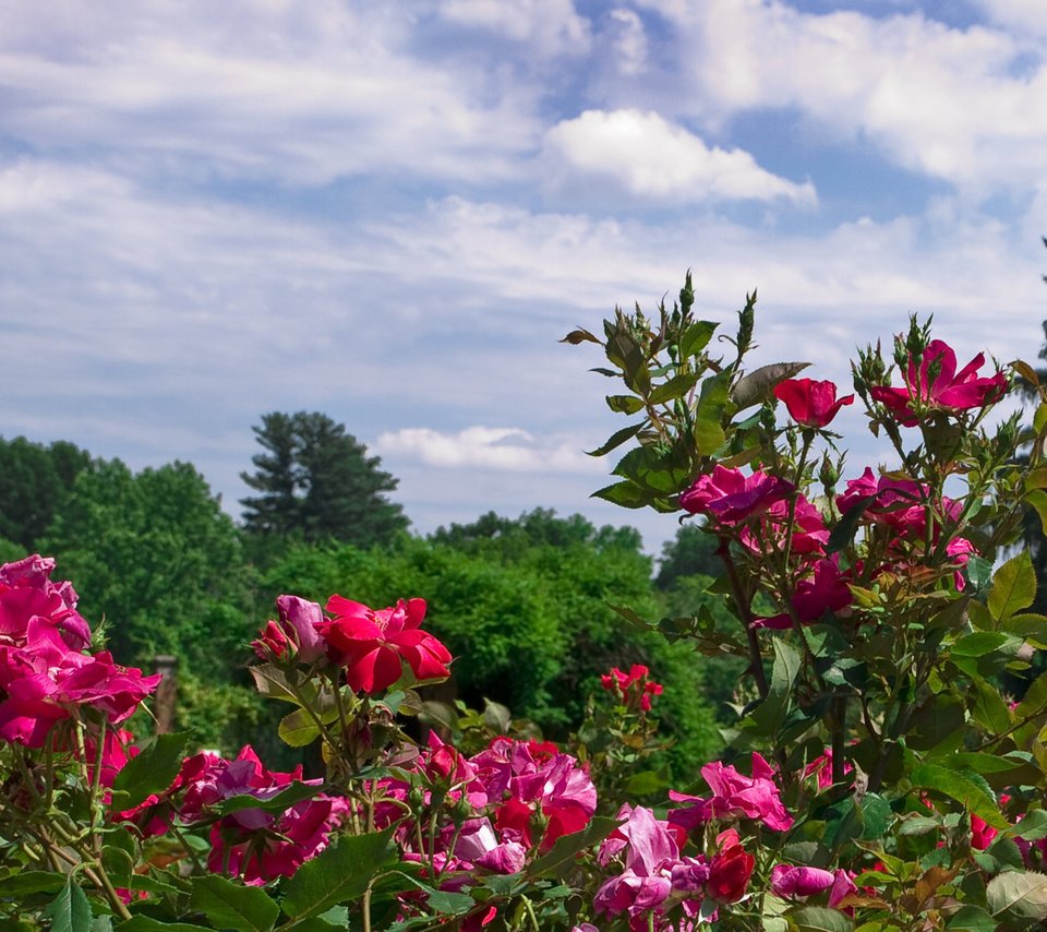 Обои цветы, розы, куст, flowers, roses, bush разрешение 1920x1200 Загрузить