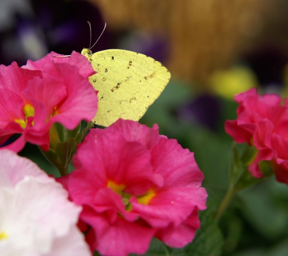 Обои цветы, насекомое, лепестки, бабочка, крылья, flowers, insect, petals, butterfly, wings разрешение 1920x1200 Загрузить