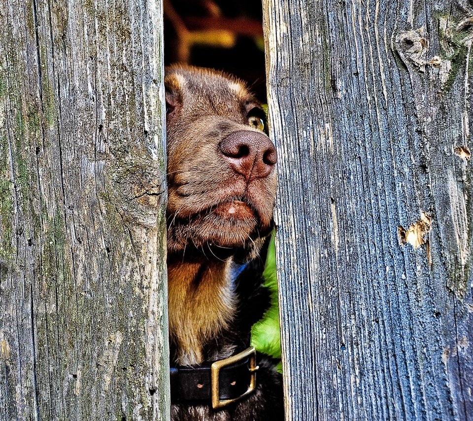 Обои забор, собака, ошейник, пес, нос, the fence, dog, collar, nose разрешение 1920x1200 Загрузить