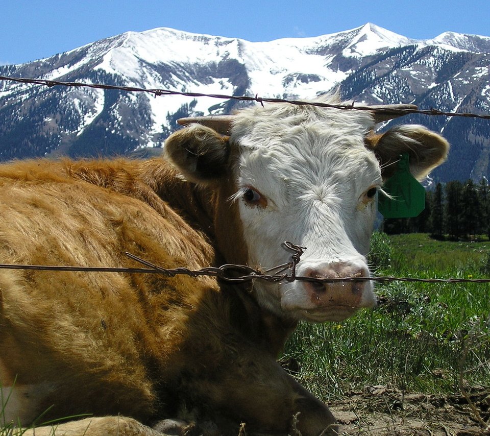 Обои трава, горы, проволока, ограждение, корова, grass, mountains, wire, the fence, cow разрешение 1920x1200 Загрузить