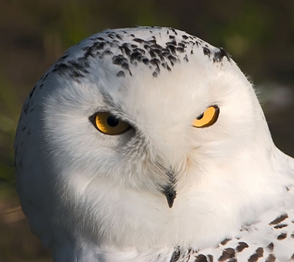 Обои сова, взгляд, хищник, птица, полярная сова, белая сова, owl, look, predator, bird, snowy owl, white owl разрешение 1920x1200 Загрузить