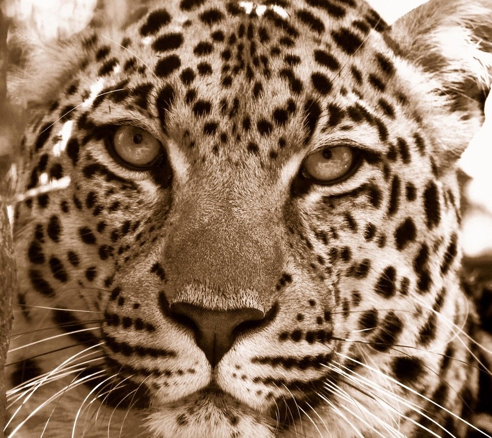 Обои морда, леопард, хищник, дикие кошки, face, leopard, predator, wild cats разрешение 1920x1080 Загрузить