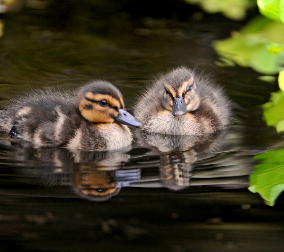 Обои вода, природа, птицы, утята, утки, птенцы, water, nature, birds, ducklings, duck, chicks разрешение 1920x1200 Загрузить