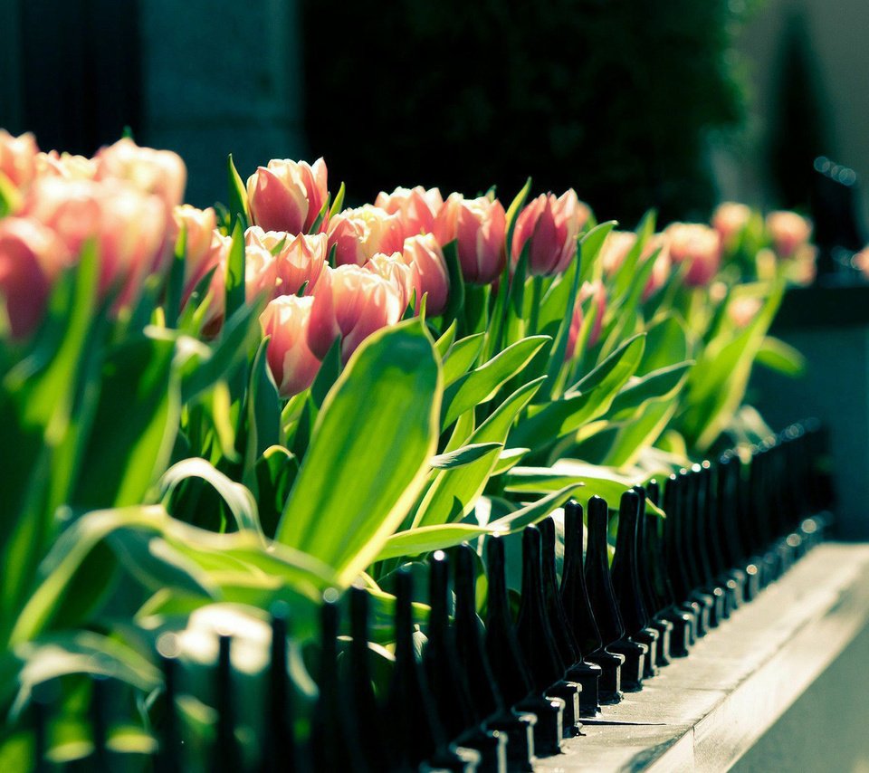 Обои цветы, тюльпаны, flowers, tulips разрешение 1920x1200 Загрузить