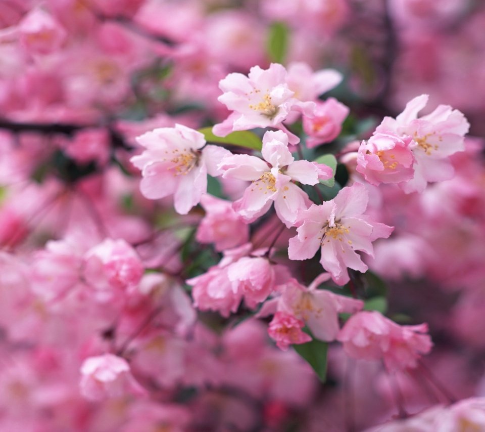 Обои цветение, ветки, весна, flowering, branches, spring разрешение 2048x1280 Загрузить