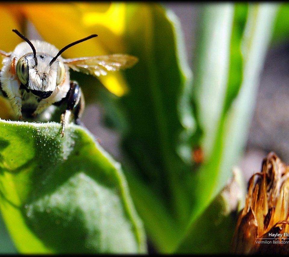 Обои насекомое, растение, пчела, зеленые листья, insect, plant, bee разрешение 1920x1200 Загрузить