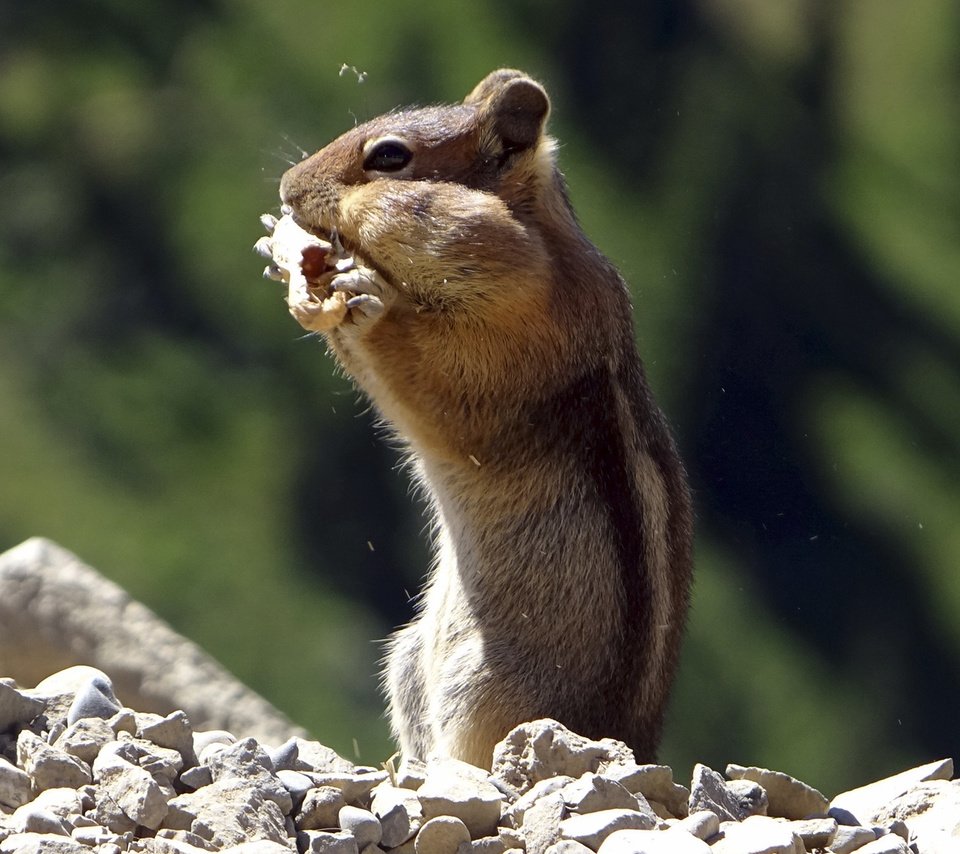 Обои животное, зверек, бурундук, грызун, animal, chipmunk, rodent разрешение 1920x1200 Загрузить