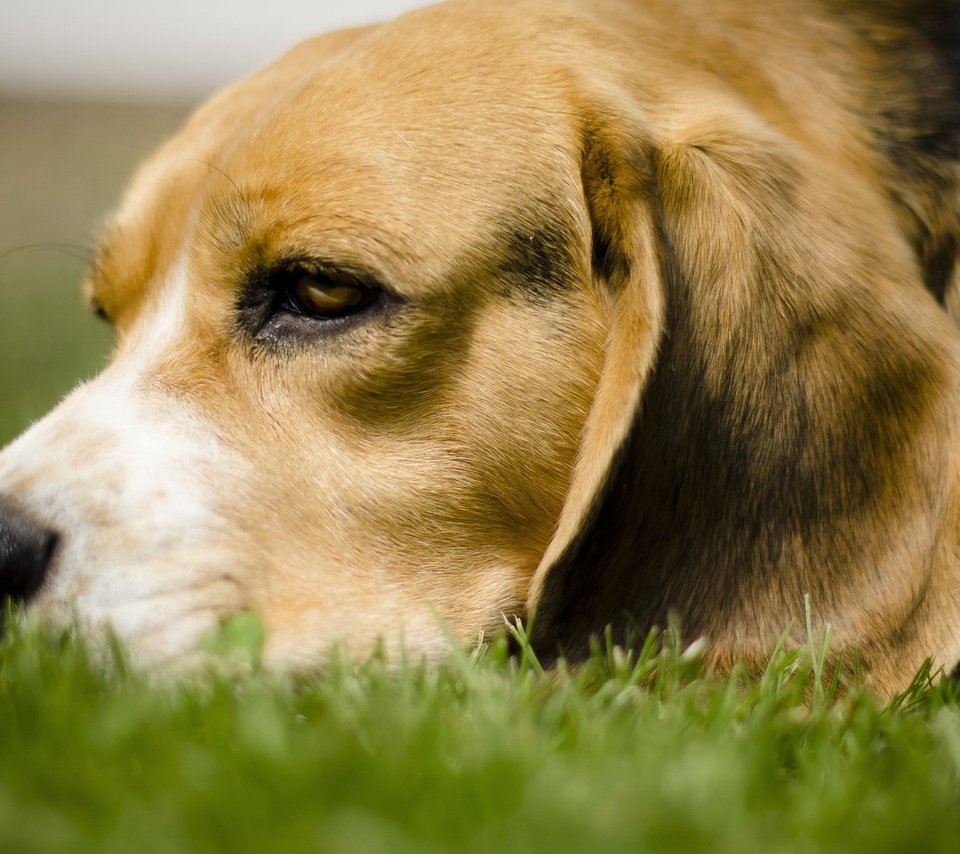 Обои трава, собака, лежит, бигль, грустная собачка, grass, dog, lies, beagle, sad dog разрешение 1920x1200 Загрузить