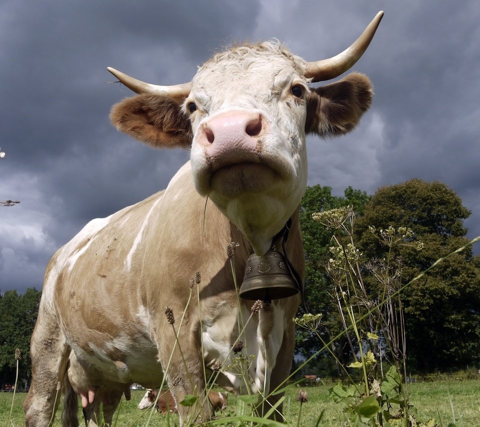 Обои природа, рога, корова, колокольчик, буренка, nature, horns, cow, bell, bessie разрешение 2560x1600 Загрузить