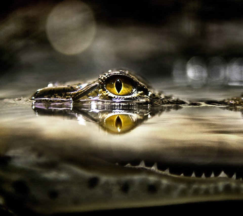 Глаз крокодила арт