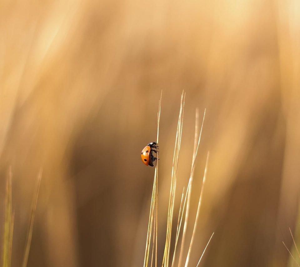 Обои трава, природа, лето, насекомые, божья коровка, травинка, grass, nature, summer, insects, ladybug, a blade of grass разрешение 2560x1600 Загрузить