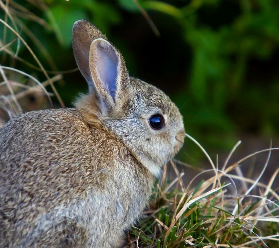 Обои трава, заяц, зайчик, зайчонок, grass, hare, bunny разрешение 1920x1200 Загрузить