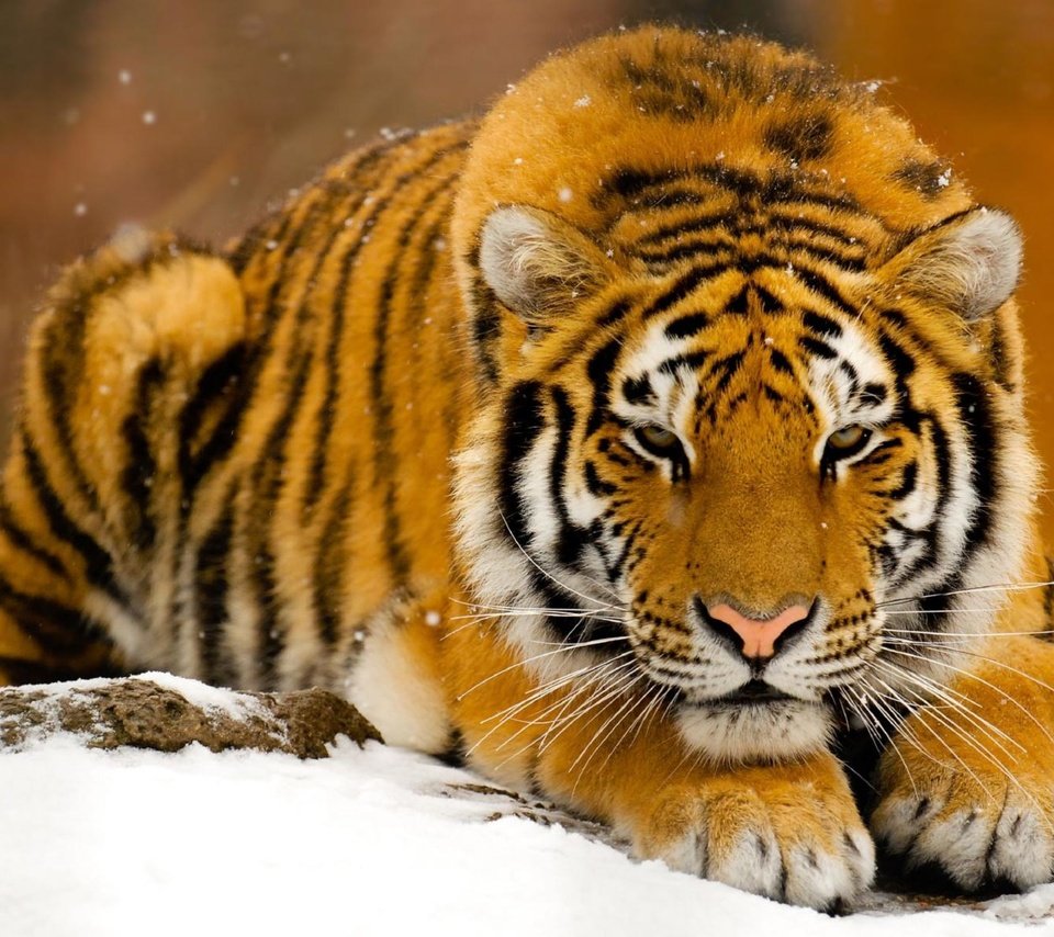 Обои тигр, снег, полосатый, tiger, snow, striped разрешение 1920x1200 Загрузить