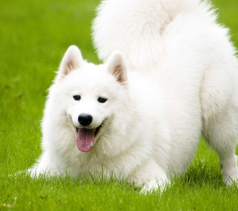 Собака белой масти