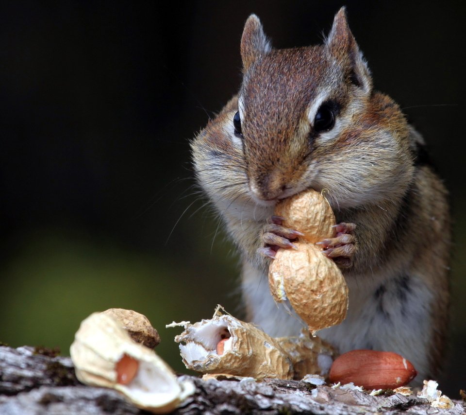 Обои орехи, животное, зверек, скорлупа, арахис, бурундук, грызун, nuts, animal, shell, peanuts, chipmunk, rodent разрешение 2560x1600 Загрузить