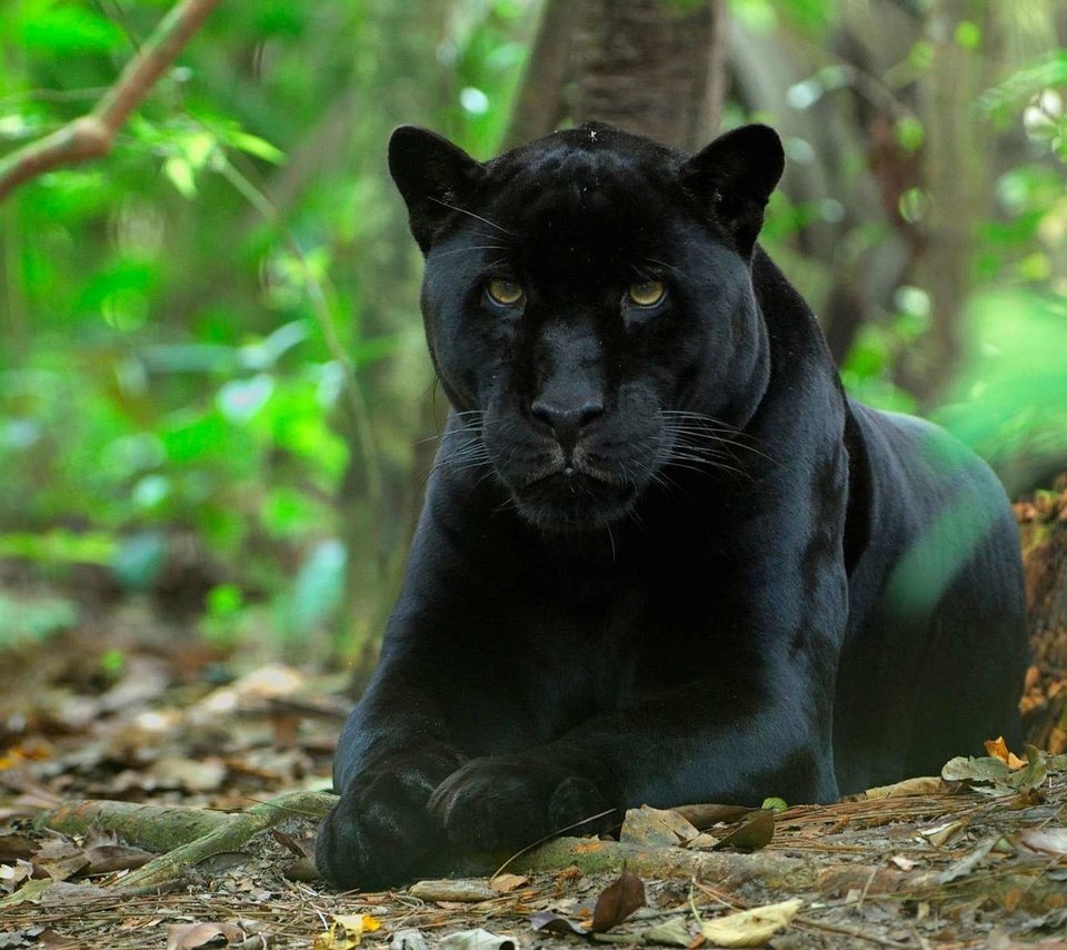 Обои природа, хищник, большая кошка, пантера, черный ягуар, nature, predator, big cat, panther, black jaguar разрешение 1920x1200 Загрузить