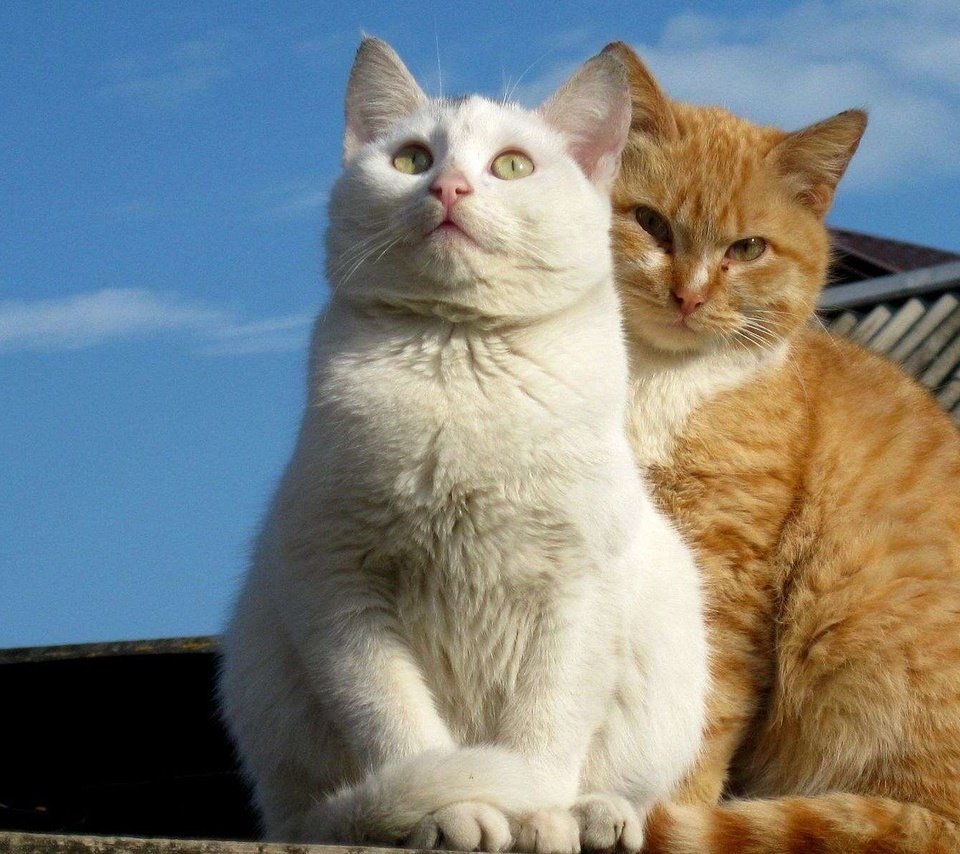 Обои взгляд, белый, коты, кошки, рыжий, мордочки, сидят, look, white, cats, red, faces, sitting разрешение 1920x1200 Загрузить