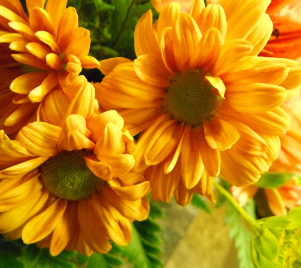 Обои цветы, макро, лепестки, желтые, календула, желтые цветы, flowers, macro, petals, yellow, calendula, yellow flowers разрешение 4320x3240 Загрузить