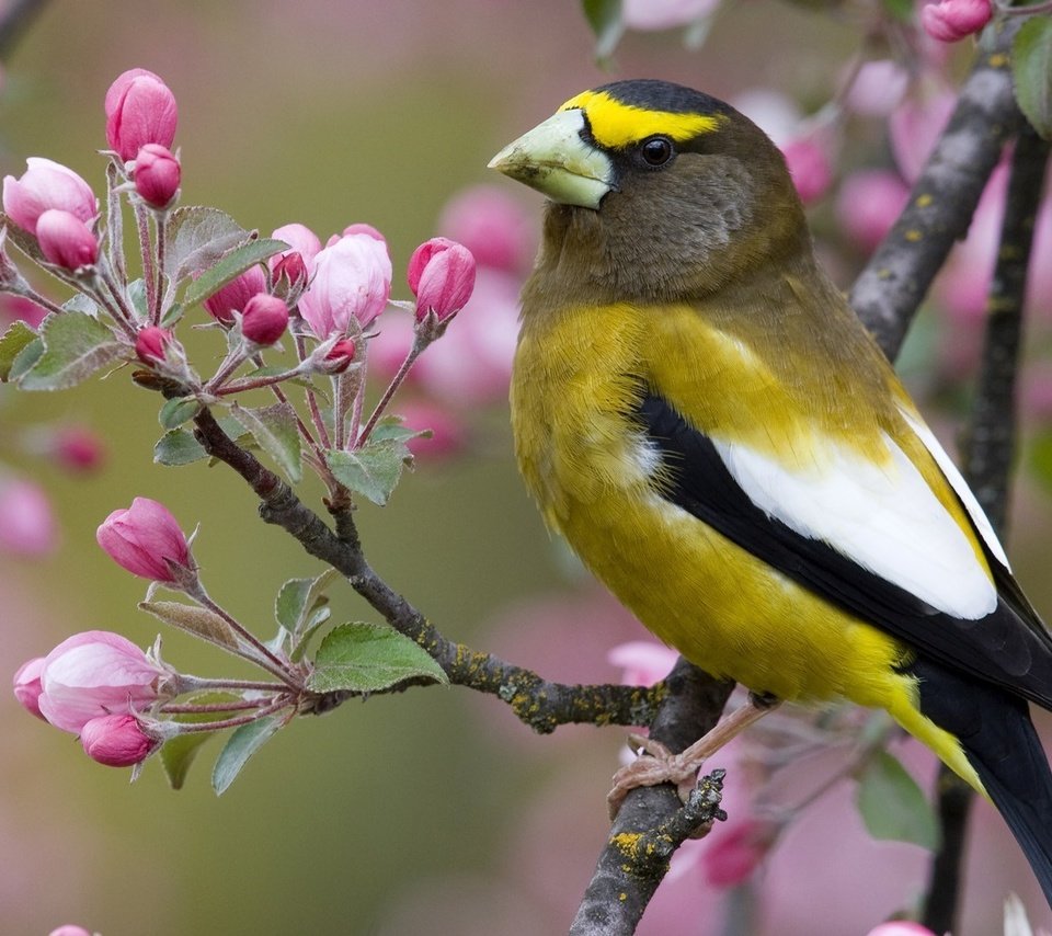 Обои цветы, ветка, птица, клюв, весна, flowers, branch, bird, beak, spring разрешение 1920x1080 Загрузить