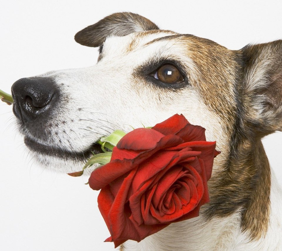 С днем рождения собака с цветами