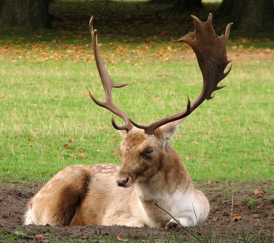 Обои трава, лес, олень, рога, опушка, grass, forest, deer, horns, the edge разрешение 1920x1200 Загрузить