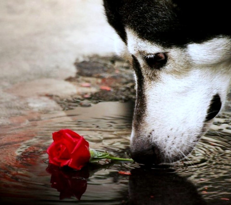 Обои цветок, мордочка, взгляд, собака, хаски, красная роза, нрс, flower, muzzle, look, dog, husky, red rose разрешение 2000x1500 Загрузить