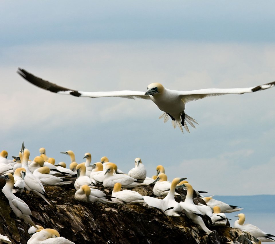 Обои крылья, птицы, чайки, бакланы, прибрежные, оперение., wings, birds, seagulls, cormorants, coastal, plumage. разрешение 1920x1200 Загрузить