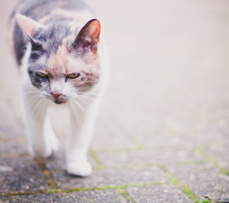 Обои морда, кот, кошка, улица, прогулка, злость, устала, пятнистый, face, cat, street, walk, anger, tired, spotted разрешение 1920x1200 Загрузить