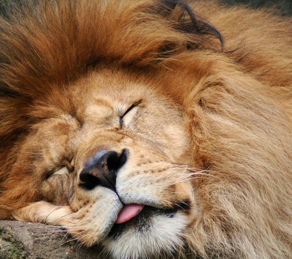 Обои морда, спит, хищник, большая кошка, лев, язык, грива, face, sleeping, predator, big cat, leo, language, mane разрешение 1920x1080 Загрузить