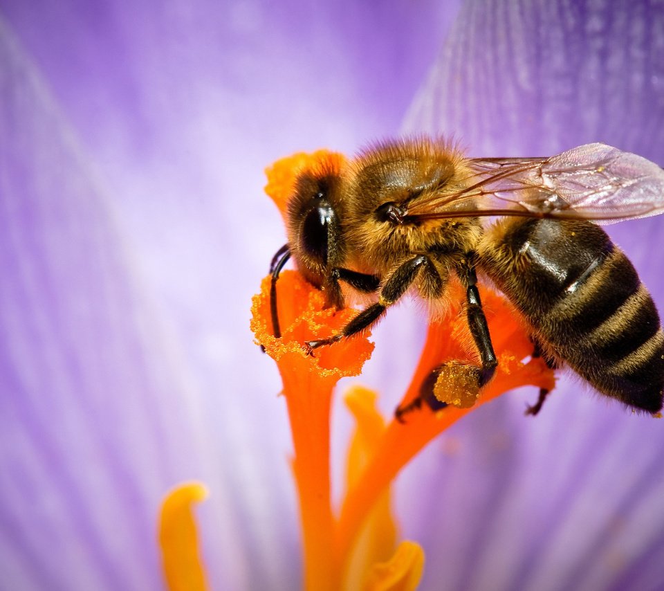 Обои макро, насекомое, цветок, лепестки, пчела, нектар, опыление, некрар, macro, insect, flower, petals, bee, nectar, pollination разрешение 2560x1600 Загрузить