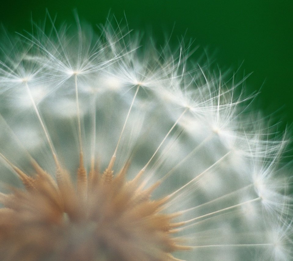 Обои природа, цветок, одуванчик, пух, пушинки, крупным планом, nature, flower, dandelion, fluff, fuzzes, closeup разрешение 2560x1600 Загрузить