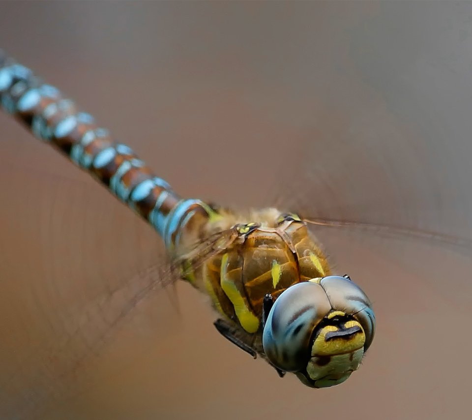 Обои макро, насекомое, фон, крылья, стрекоза, macro, insect, background, wings, dragonfly разрешение 1920x1200 Загрузить