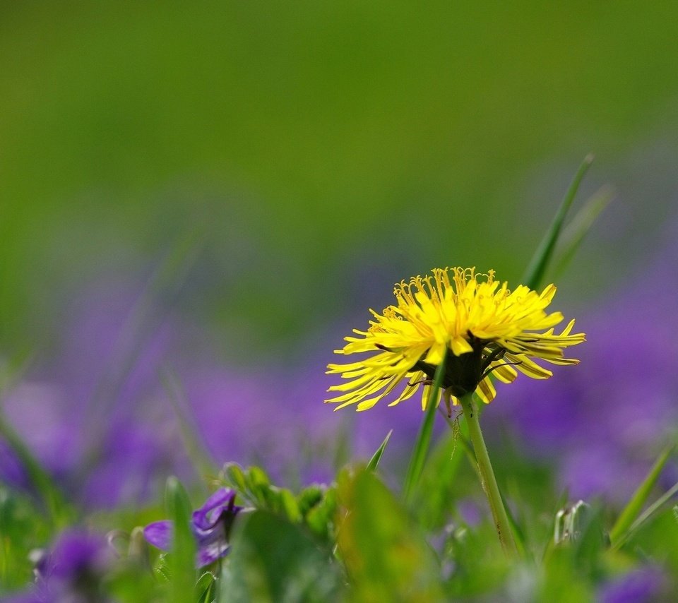 Обои трава, природа, цветок, поле, лето, одуванчик, grass, nature, flower, field, summer, dandelion разрешение 1920x1200 Загрузить