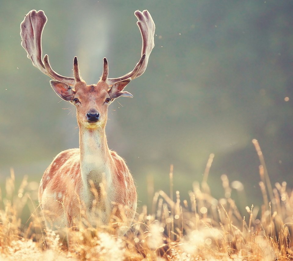 Обои трава, природа, олень, животные, рога, grass, nature, deer, animals, horns разрешение 1920x1200 Загрузить