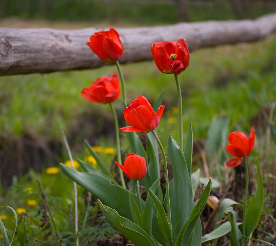 Обои забор, весна, тюльпаны, the fence, spring, tulips разрешение 3872x2592 Загрузить