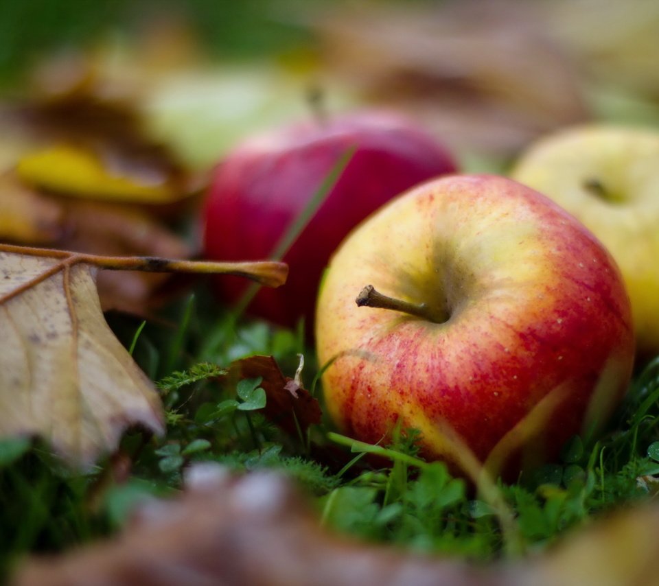 Обои листья, макро, фрукты, яблоки, осень, leaves, macro, fruit, apples, autumn разрешение 2560x1600 Загрузить