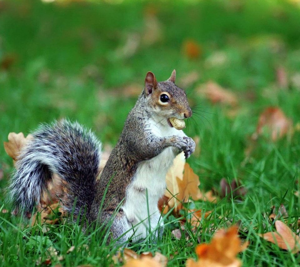 Обои трава, листья, животное, белка, хвост, орех, grass, leaves, animal, protein, tail, walnut разрешение 1920x1200 Загрузить