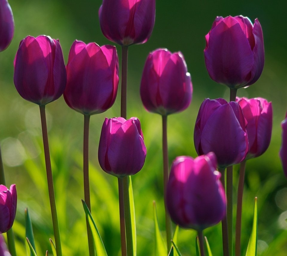 Обои цветы, бутоны, лепестки, тюльпаны, фиолетовые, tyulpany, fioletovye, klumba, flowers, buds, petals, tulips, purple разрешение 1920x1200 Загрузить