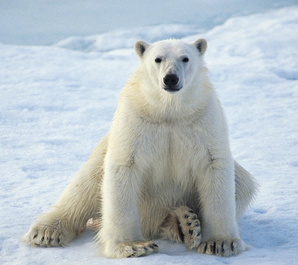 Обои зима, белый медведь, winter, polar bear разрешение 1920x1080 Загрузить