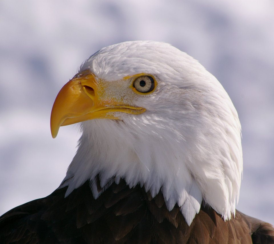 Обои взгляд, профиль, птица, клюв, белоголовый орлан, птаха, look, profile, bird, beak, bald eagle разрешение 3008x2000 Загрузить