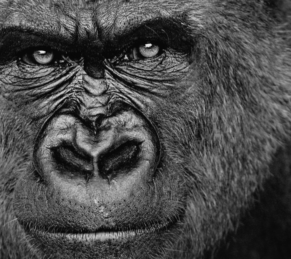 Обои взгляд, обезьяна, горилла, look, monkey, gorilla разрешение 1920x1200 Загрузить