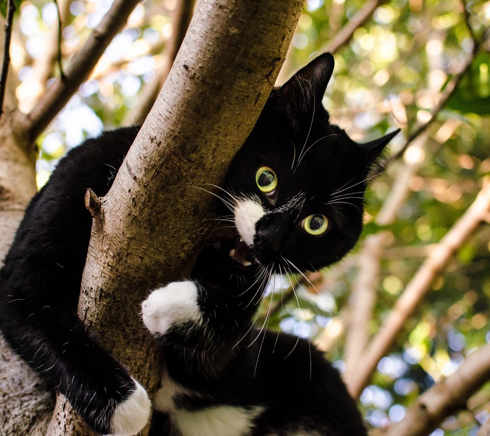 Обои дерево, кот, кошка, взгляд, зубы, чёрно-белый, tree, cat, look, teeth, black and white разрешение 2048x1356 Загрузить