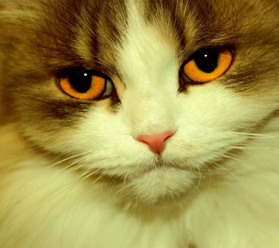 Обои глаза, кот, кошка, взгляд, eyes, cat, look разрешение 2560x1600 Загрузить