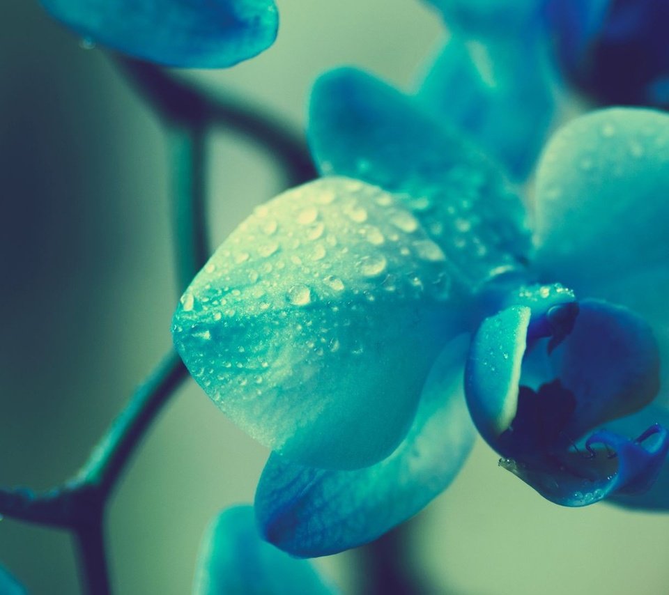 Обои макро, цветок, капли, размытость, орхидея, macro, flower, drops, blur, orchid разрешение 1920x1080 Загрузить